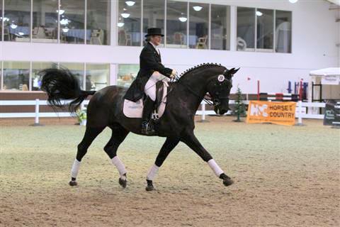 Katy Holder-Vale's Witcham House Farm Stud breeding Hanoverian stallions for dressage introduces Glücksfall / Flammengold.