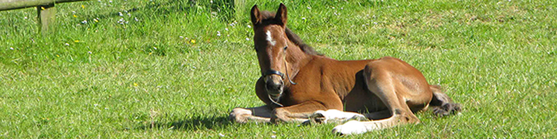 Katy Holder-Vale's Witcham House Farm Stud breeding Hanoverian stallions for dressage.