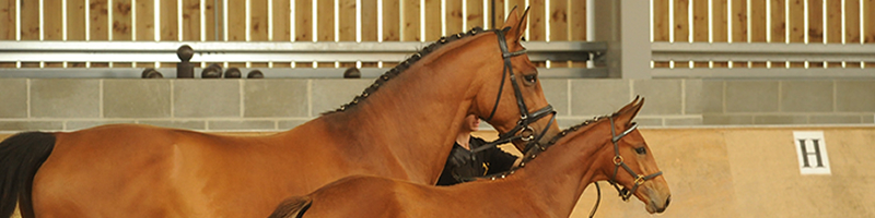 Katy Holder-Vale's Witcham House Farm Stud breeding Hanoverian stallions for dressage.