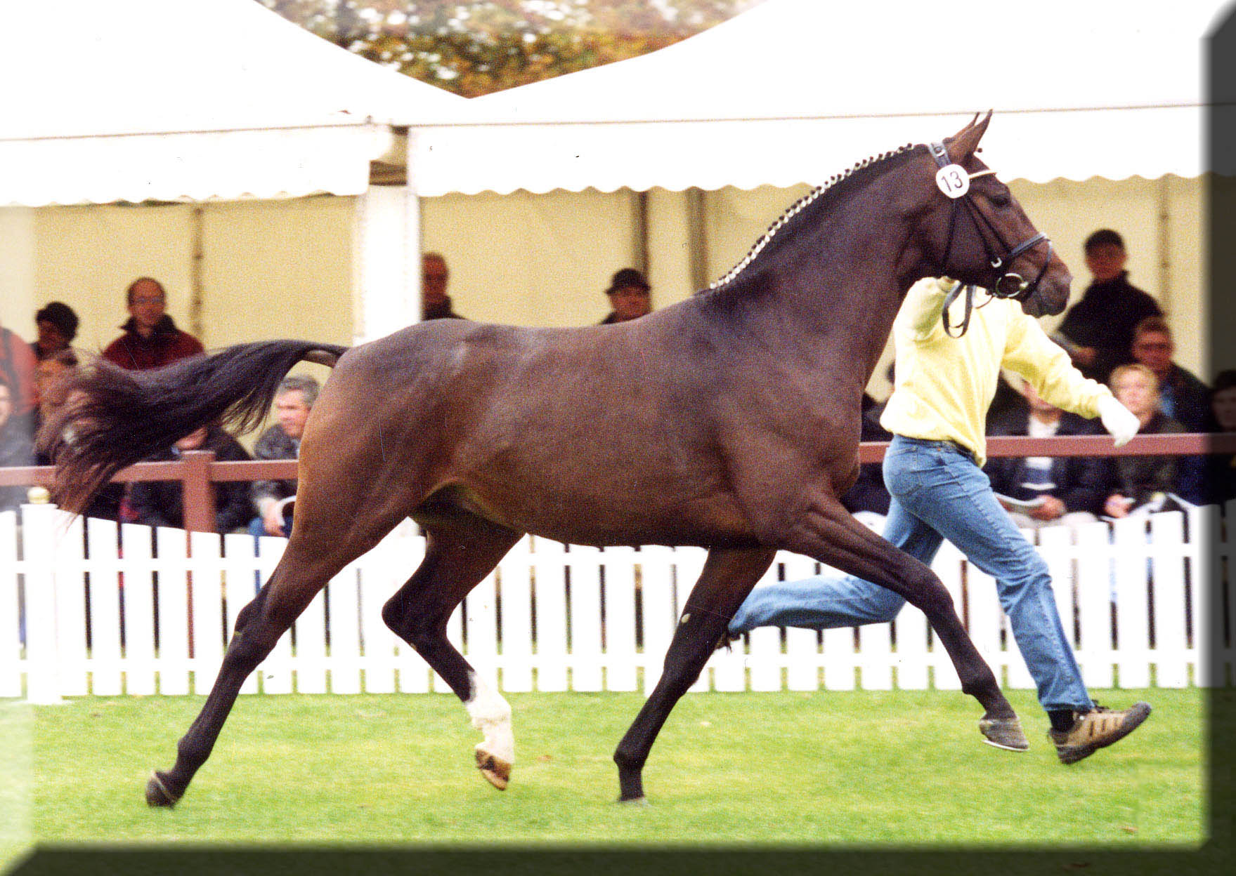 Katy Holder-Vale's Witcham House Farm Stud breeding Hanoverian stallions for dressage introduces Classic Juan.