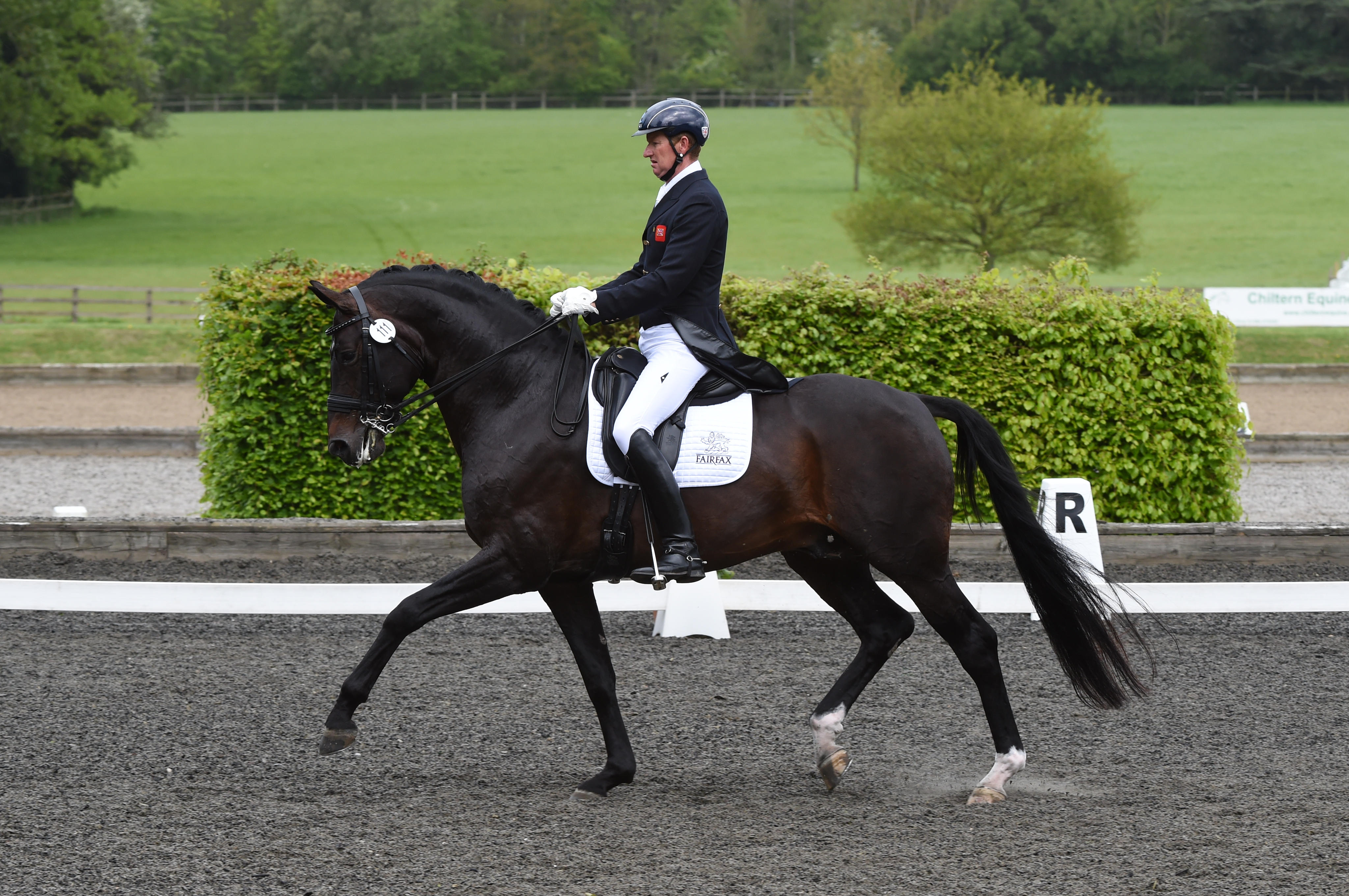 Katy Holder-Vale's Witcham House Farm Stud breeding Rhineland stallions for dressage introduces Samba Hit III.